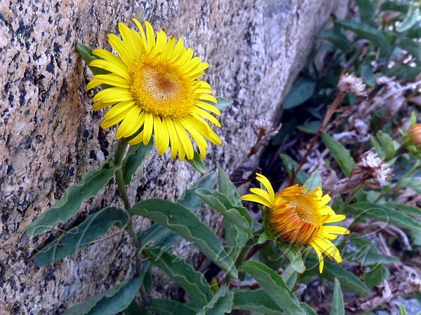 Inula Obtusifolia Blunt Leaf Inula